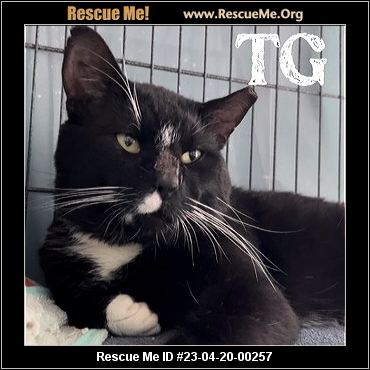 - Ohio Cat Rescue - ADOPTIONS - Rescue Me!