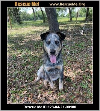 - Texas Australian Cattle Dog Rescue - ADOPTIONS - Rescue Me!