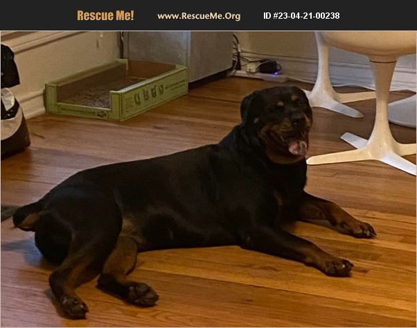 ADOPT 23042100238 ~ Rottweiler Rescue ~ Irving, TX