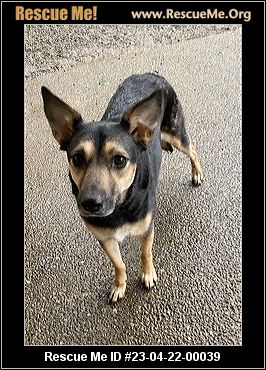 - Washington German Shepherd Rescue - ADOPTIONS - Rescue Me!