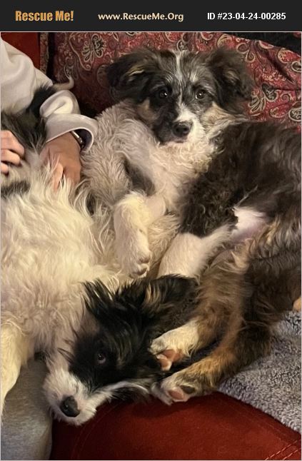 Springerville Animal ADOPT 23042400285 ~ Australian Cattle Dog Rescue ~ Springerville, AZ