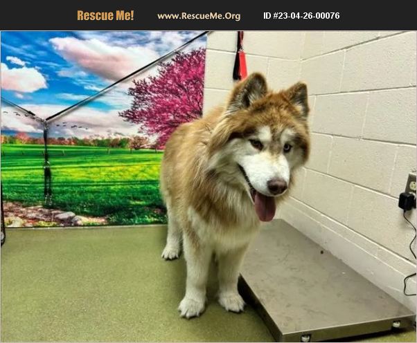 ADOPT 23042600076 ~ Alaskan Malamute Rescue ~ Moreno Valley, CA