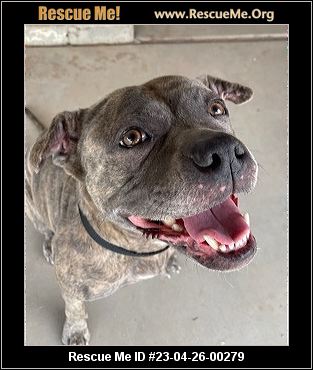 - Arizona Pit Bull Rescue - ADOPTIONS - Rescue Me!