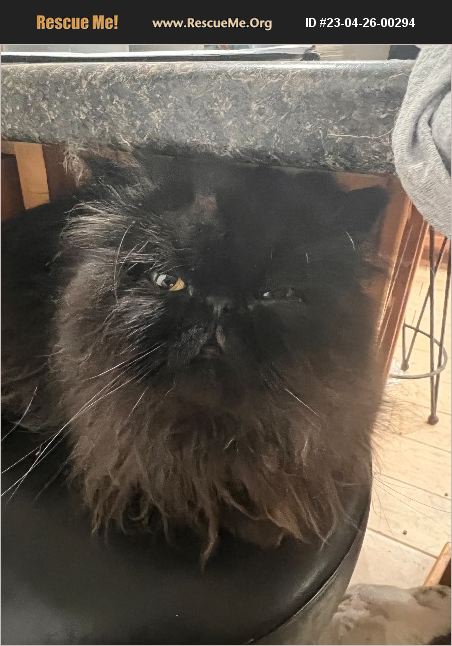 ADOPT 23042600294 ~ Persian Rescue ~ Wallingford, CT