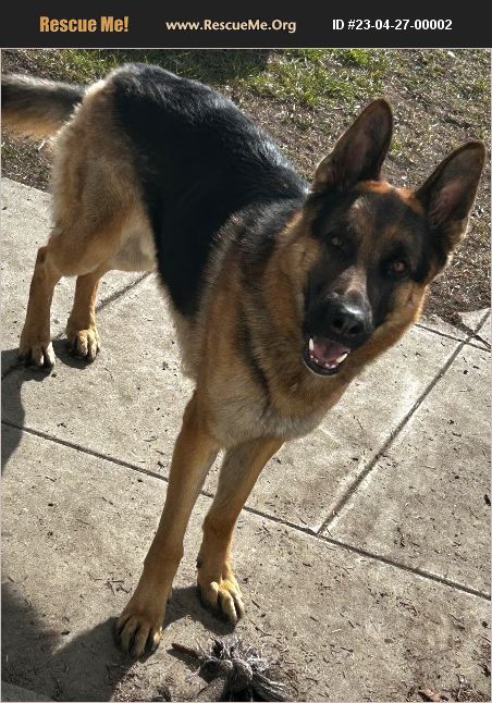 ADOPT 23042700002 ~ German Shepherd Rescue ~ Deer lodge, MT