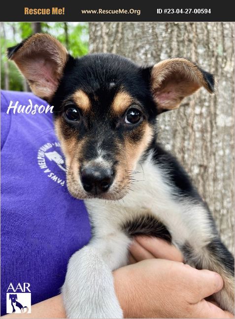 ADOPT 23042700594 ~ Rat Terrier Rescue ~ Magnolia, TX