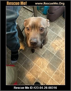 - Michigan Pit Bull Rescue - ADOPTIONS - Rescue Me!