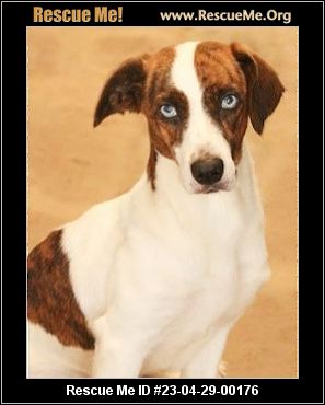 - Missouri Fox Terrier Rescue - ADOPTIONS - Rescue Me!