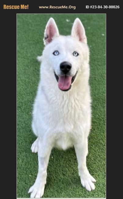 ADOPT 23043000026 ~ Siberian Husky Rescue ~ Van Nuys, CA