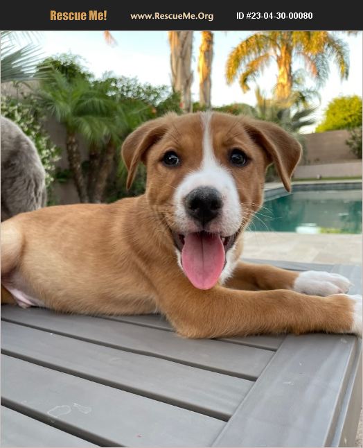 ADOPT 23043000080 ~ Lab Rescue ~ Scottsdale, AZ