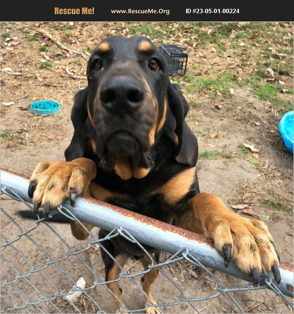 ADOPT 23050100224 ~ Bloodhound Rescue ~ Riegelwood, NC