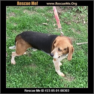 - Indiana Beagle Rescue - ADOPTIONS - Rescue Me!