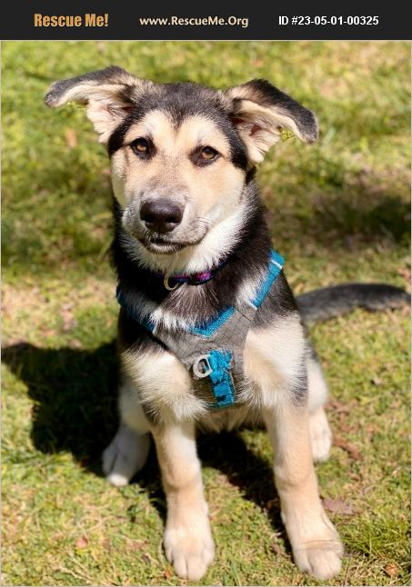 ADOPT 23050100325 ~ German Shepherd Rescue ~ Cedar Mountain, NC