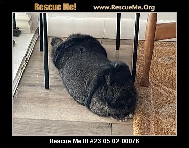 - Nebraska Rabbit Rescue - ADOPTIONS - Rescue Me!