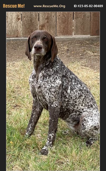 ADOPT 23050200489 ~ German Shorthaired Pointer Rescue ~ Liberal, KS