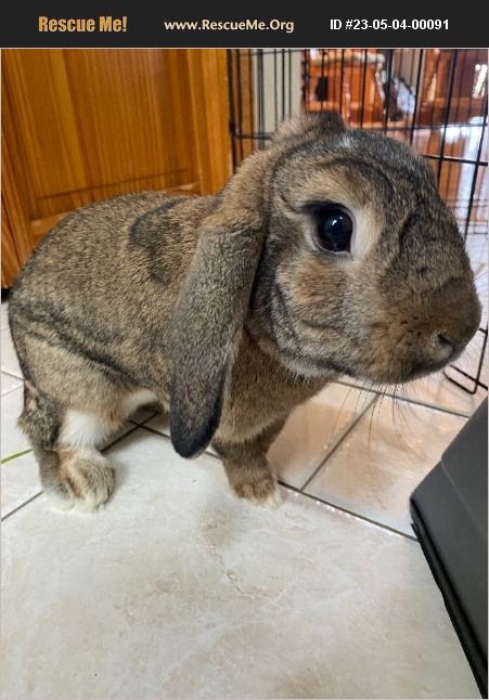 Nj Rabbits ADOPT 23050400091 ~ Rabbit Rescue ~ Belvidere, NJ