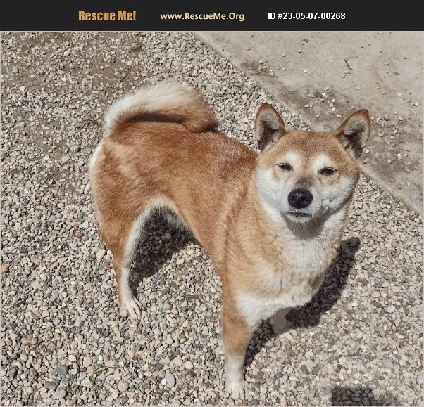 ADOPT 23050700268 ~ Shiba Inu Rescue ~ WAUTOMA, WI