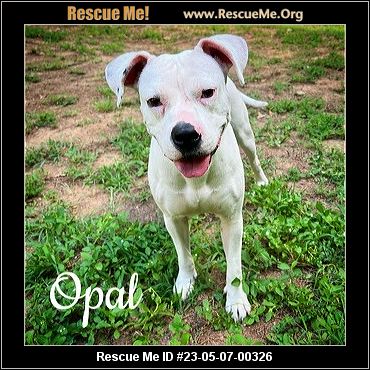 - Georgia Boxer Rescue - ADOPTIONS - Rescue Me!