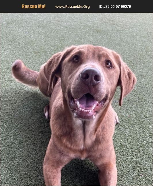 ADOPT 23050700379 ~ Chesapeake Bay Retriever Rescue ~ Houston, TX