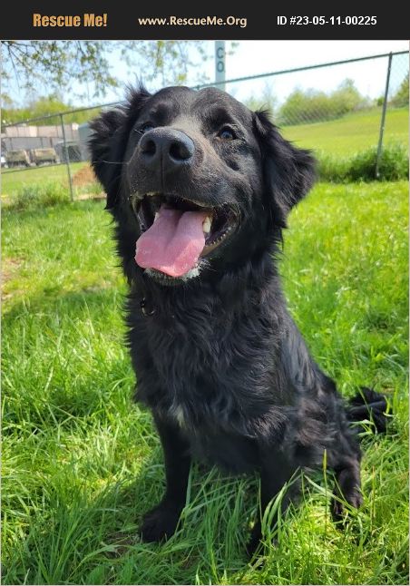 ADOPT 23051100225 ~ Flat-Coated Retriever Rescue ~ Lisbon, OH