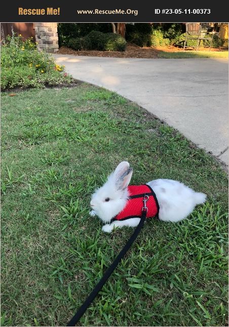 ADOPT 23051100373 ~ Rabbit Rescue ~ Lexington, SC