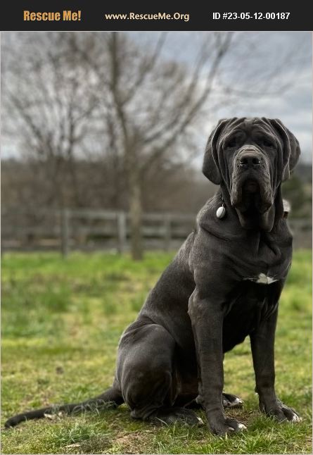 ADOPT 23051200187 ~ Neapolitan Mastiff Rescue ~ Franklin, TN