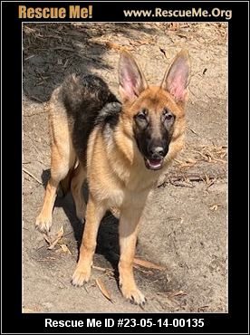 - Florida German Shepherd Rescue - ADOPTIONS - Rescue Me!