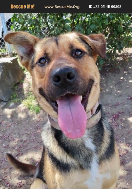 ADOPT 23051500308 ~ German Shepherd Rescue ~ Phoenix, OR