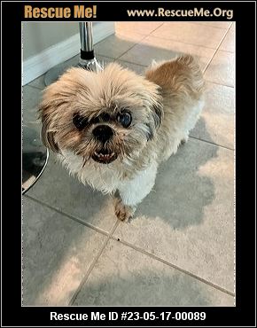 - Florida Shih Tzu Rescue - ADOPTIONS - Rescue Me!