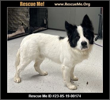 - Utah Dog Rescue - ADOPTIONS - Rescue Me!