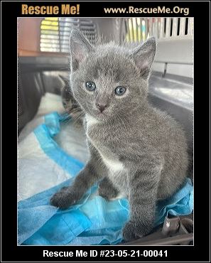 - California Russian Blue Rescue - ADOPTIONS - Rescue Me!