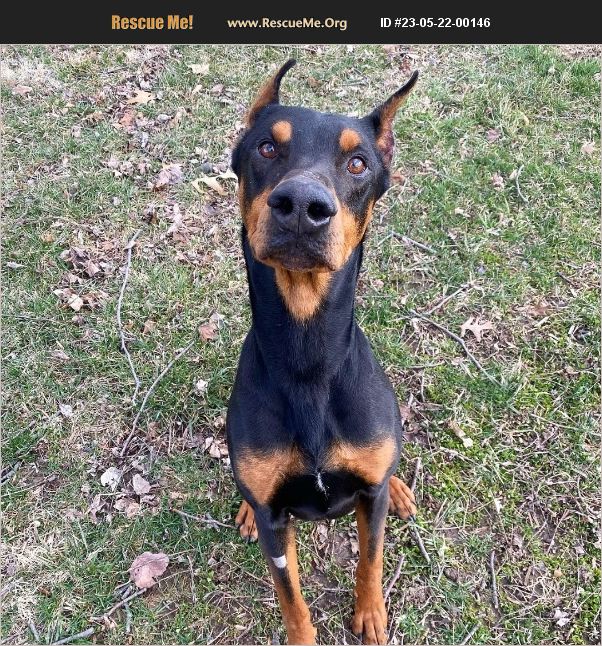 ADOPT 23052200146 ~ Doberman Pinscher Rescue ~ Springfield, IL