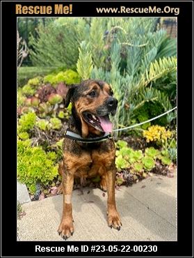 - California Rottweiler Rescue - ADOPTIONS - Rescue Me!