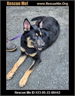 - North Carolina German Shepherd Rescue - ADOPTIONS - Rescue Me!