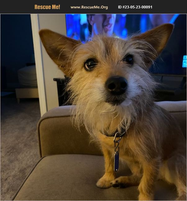 ADOPT 23052300091 ~ Jack Russell Rescue ~ Kettering, OH