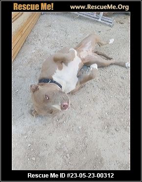 - California Pit Bull Rescue - ADOPTIONS - Rescue Me!