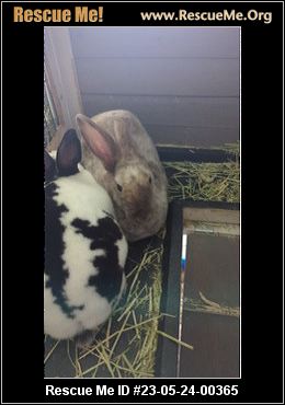 - Pennsylvania Rabbit Rescue - ADOPTIONS - Rescue Me!