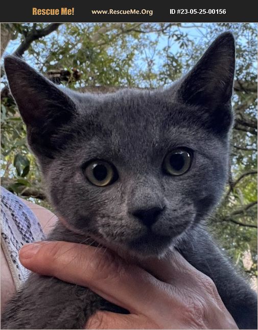 ADOPT 23052500156 ~ Russian Blue Rescue ~ Biscayne Park, FL