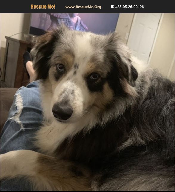 ADOPT 23052600126 ~ Australian Shepherd Rescue ~ Kansas City, KS