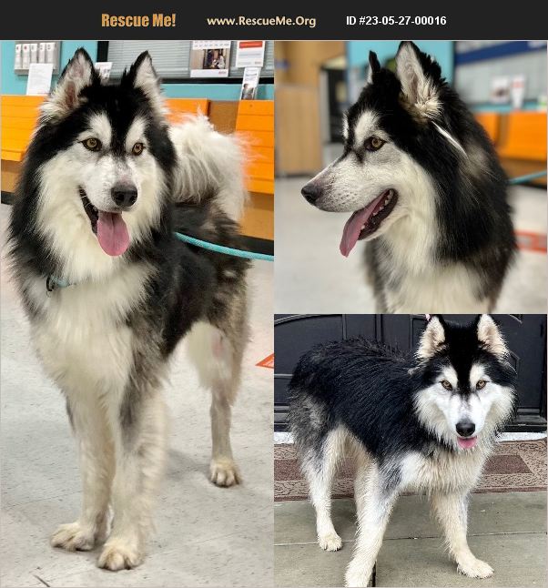 ADOPT 23052700016 ~ Alaskan Malamute Rescue ~ Rancho Cucamonga , CA