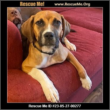 - Texas Boxer Rescue - ADOPTIONS - Rescue Me!