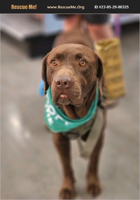ADOPT 23052900325 ~ Lab Rescue ~ Chandler, AZ