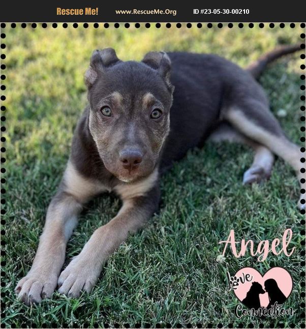 ADOPT 23053000210 ~ Lab Rescue ~ Gilbert, AZ