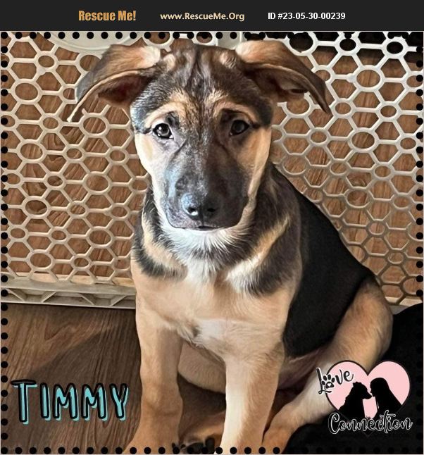 ADOPT 23053000239 ~ Lab Rescue ~ Gilbert, AZ