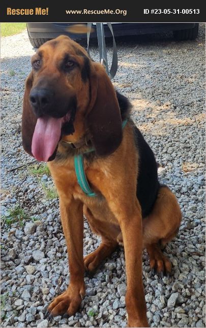 ADOPT 23053100513 ~ Bloodhound Rescue ~ Van, TX