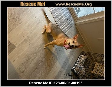 - South Carolina Dog Rescue - ADOPTIONS - Rescue Me!