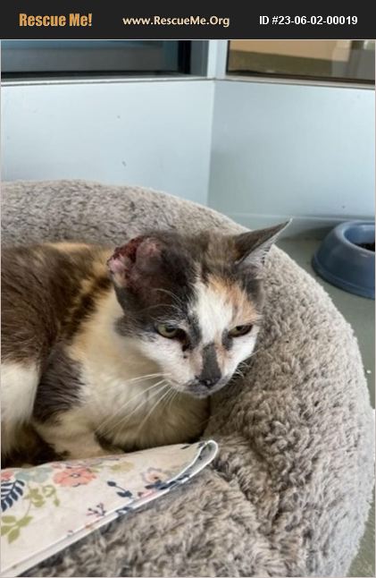 ADOPT 23060200019 ~ Domestic Cat Rescue ~ Riverside County, CA