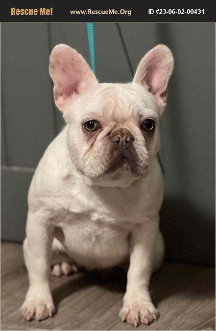 ADOPT 23060200431 ~ French Bulldog Rescue ~ Clear Lake, IA