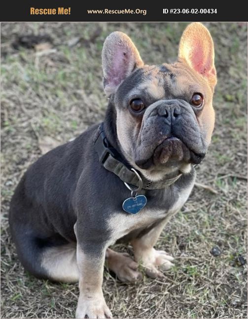 ADOPT 23060200434 ~ French Bulldog Rescue ~ Clear Lake, IA