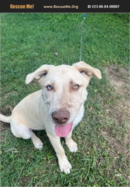 ADOPT 23060400007 ~ Australian Cattle Dog Rescue ~ Saint Louis, MO